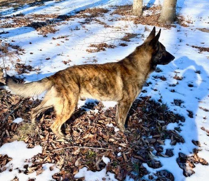 Enlarge Justice, a Adoptable Dutch Shepherd in Mocksville, NC image 3/5