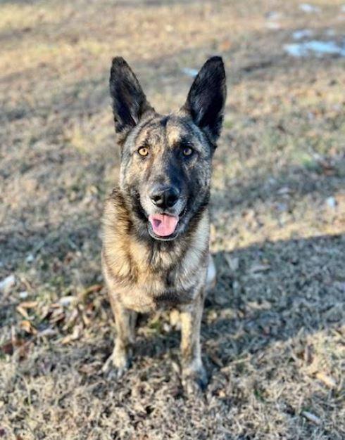 Enlarge Justice, a Adoptable Dutch Shepherd in Mocksville, NC image 4/5