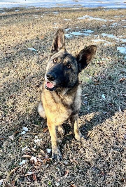 Enlarge Justice, a Adoptable Dutch Shepherd in Mocksville, NC image 5/5