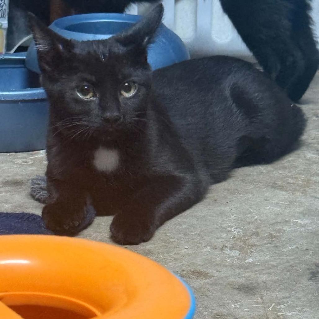 Enlarge Martha, a Adoptable Domestic Short Hair in Wilmington, NC image 2/6