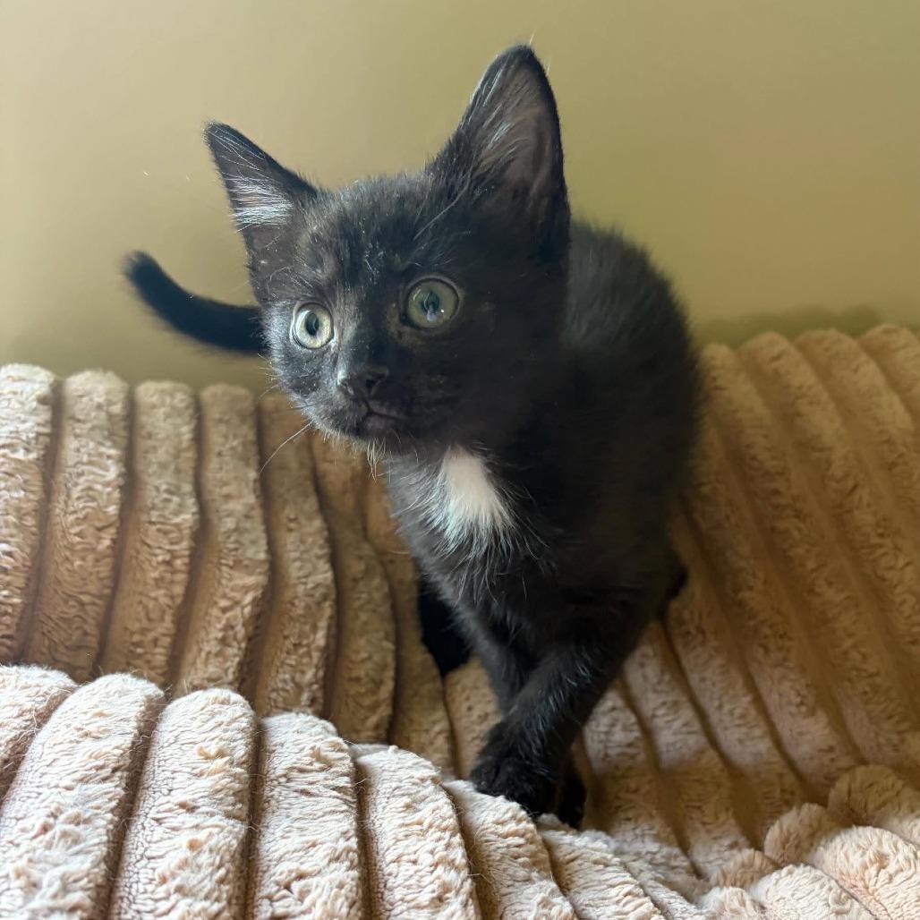 Enlarge Martha, a Adoptable Domestic Short Hair in Wilmington, NC image 5/6