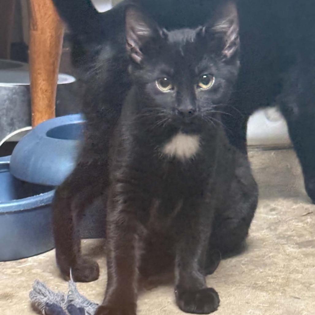 Enlarge Martha, a Adoptable Domestic Short Hair in Wilmington, NC image 4/6