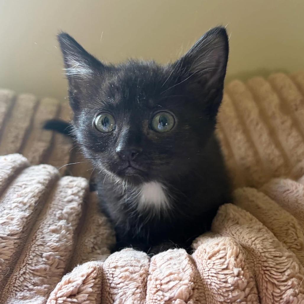 Enlarge Martha, a Adoptable Domestic Short Hair in Wilmington, NC image 6/6