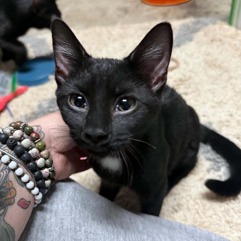 Enlarge Martha, a Adoptable Domestic Short Hair in Wilmington, NC image 1/6