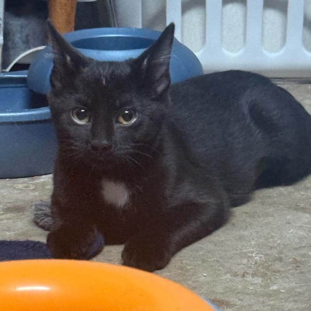 Enlarge Martha, a Adoptable Domestic Short Hair in Wilmington, NC image 3/6