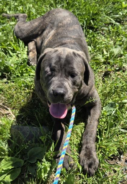 Bubba Gump, Adoptable, Young Male Cane Corso.