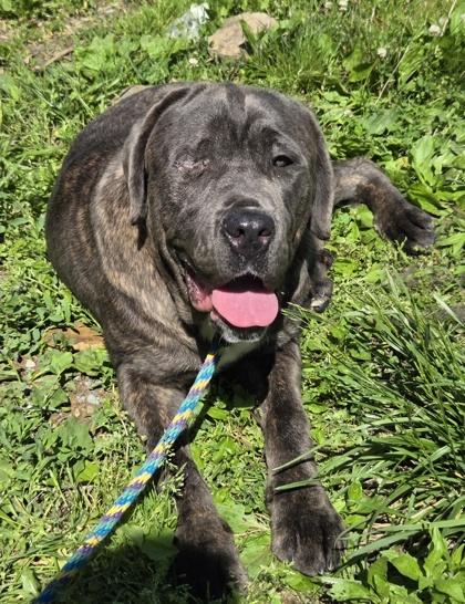 Enlarge Bubba Gump, a Adoptable Cane Corso in Malvern, PA image 2/3