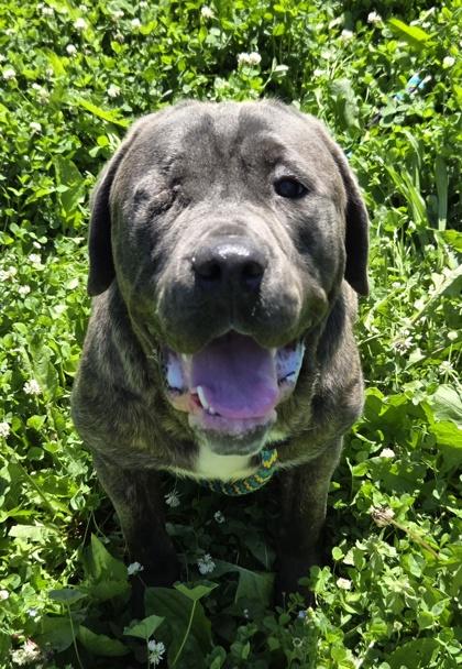 Enlarge Bubba Gump, a Adoptable Cane Corso in Malvern, PA image 3/3