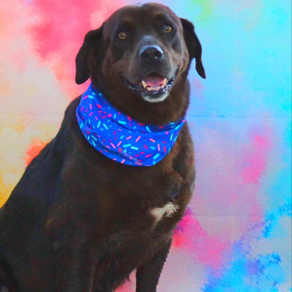 Dog for adoption Roscoe JuM a Black Labrador Retriever Rottweiler Dog for adoption Roscoe JuM a Black Labrador Retriever Rottweiler