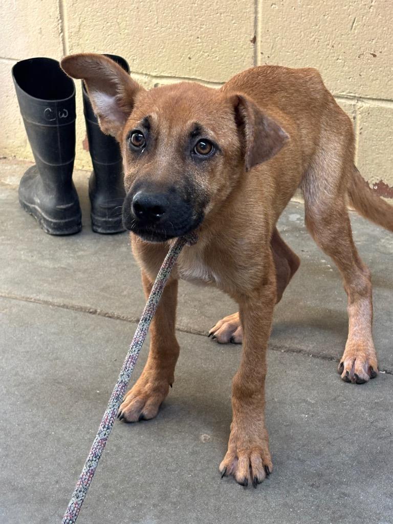 Kane, Adoptable, Puppy Male Shepherd.