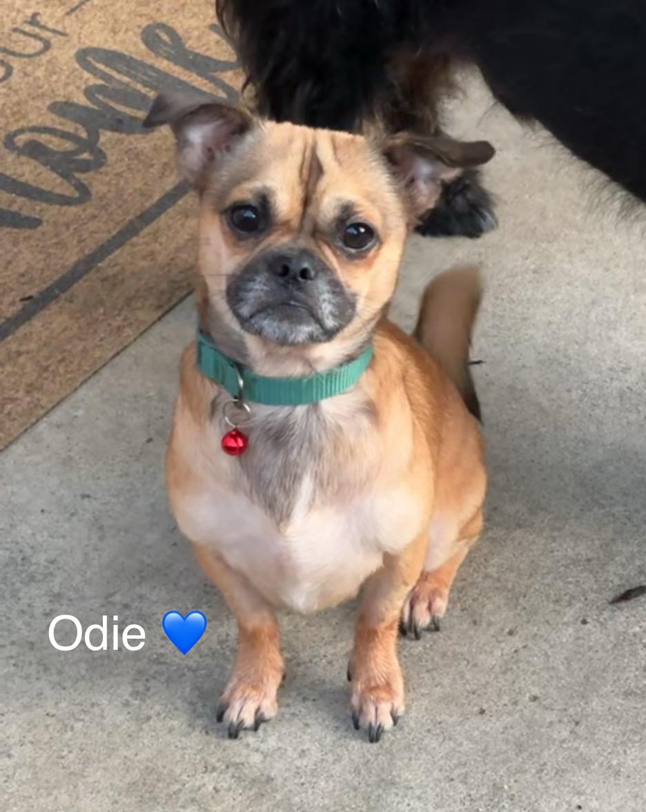 Odie