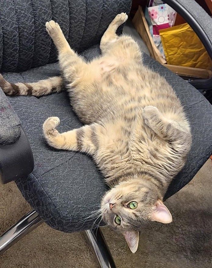 Wilbur, Adoptable, Adult Male Domestic Short Hair.