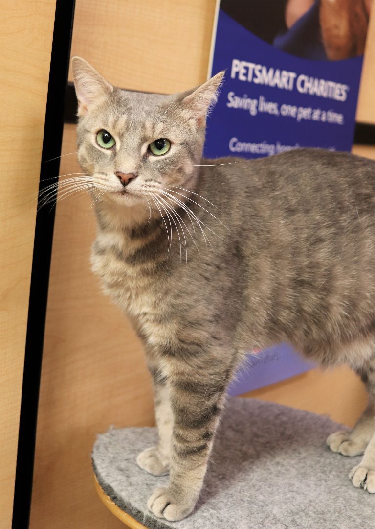 Enlarge Wilbur, a Adoptable Domestic Short Hair in Boiling Springs, PA image 2/14