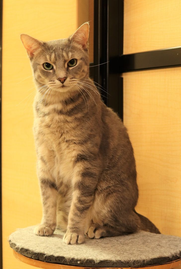 Enlarge Wilbur, a Adoptable Domestic Short Hair in Boiling Springs, PA image 3/14