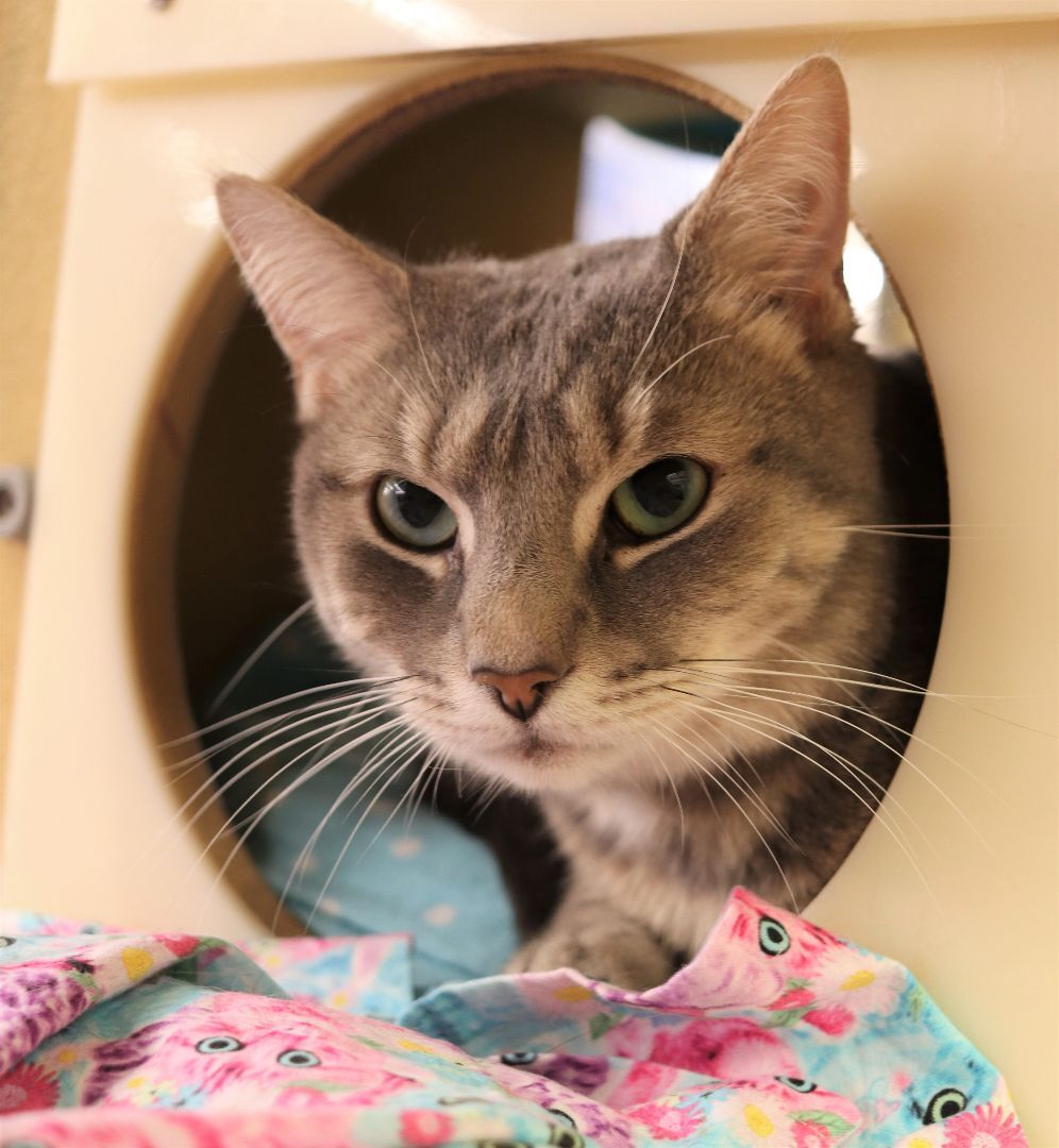 Enlarge Wilbur, a Adoptable Domestic Short Hair in Boiling Springs, PA image 4/14