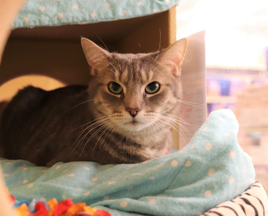 Enlarge Wilbur, a Adoptable Domestic Short Hair in Boiling Springs, PA image 5/14