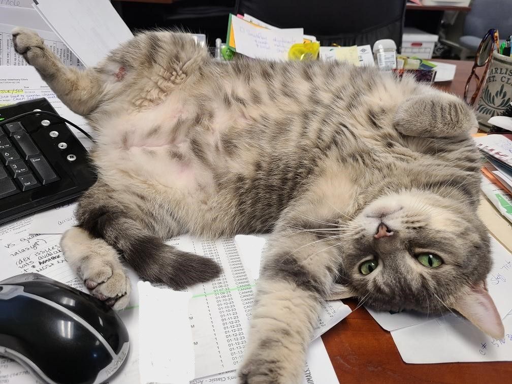 Enlarge Wilbur, a Adoptable Domestic Short Hair in Boiling Springs, PA image 6/14