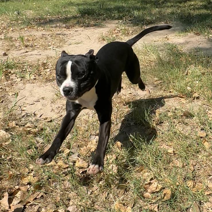 Darwin, Adoptable, Adult Male Boston Terrier & Mixed Breed.