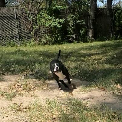 Enlarge Darwin, a Adoptable mixed breed in Manhattan, KS image 2/6