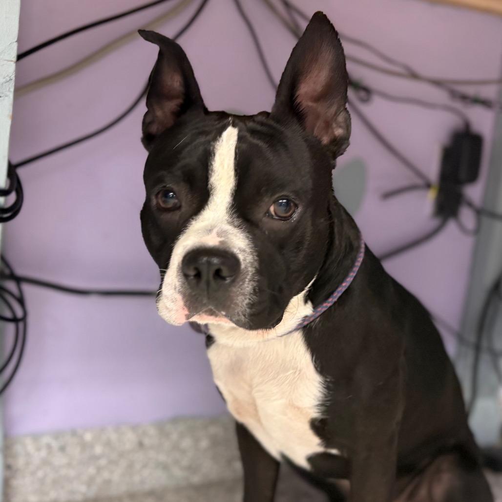 Enlarge Darwin, a Adoptable mixed breed in Manhattan, KS image 3/6