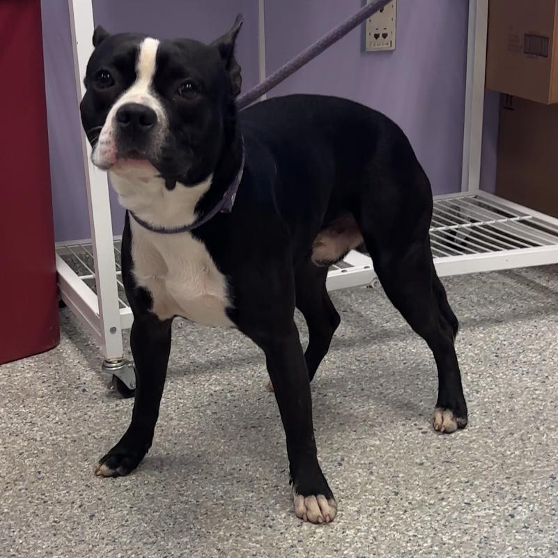 Enlarge Darwin, a Adoptable mixed breed in Manhattan, KS image 4/6