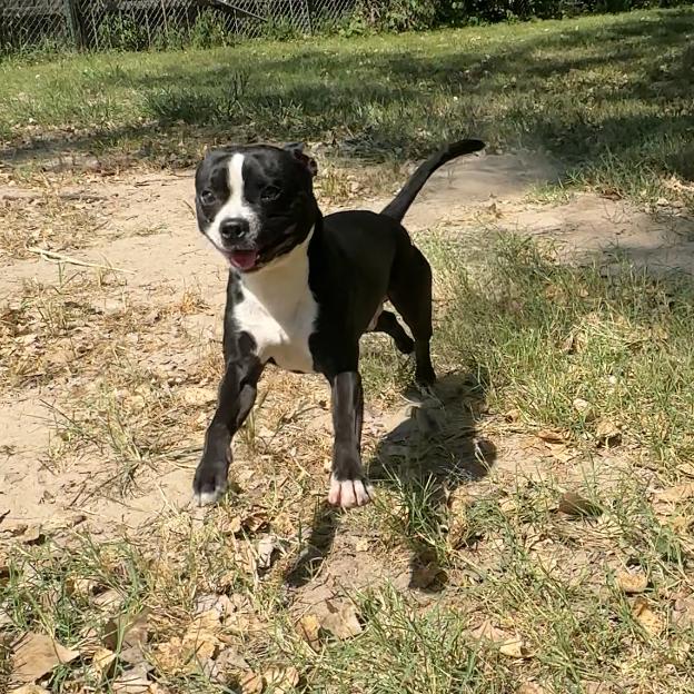 Enlarge Darwin, a Adoptable mixed breed in Manhattan, KS image 5/6