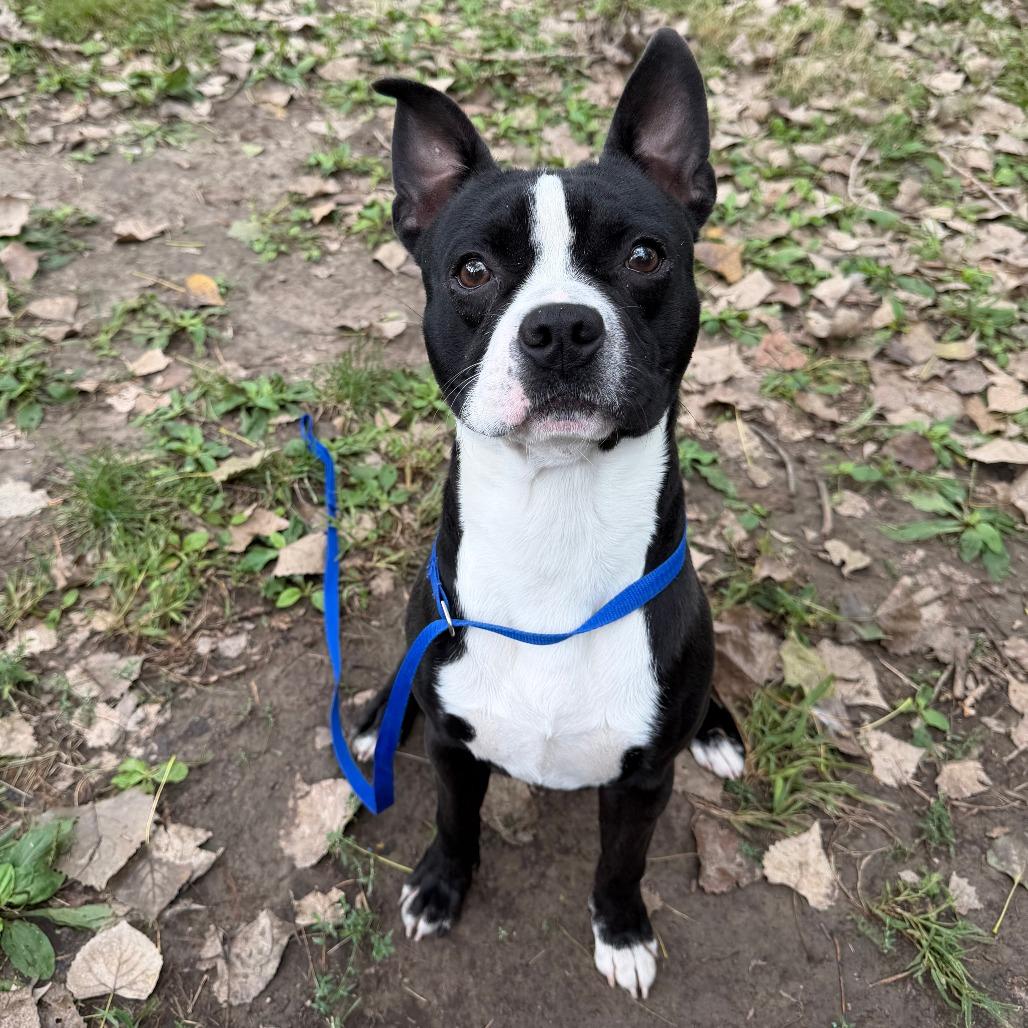 Enlarge Darwin, a Adoptable mixed breed in Manhattan, KS image 6/6