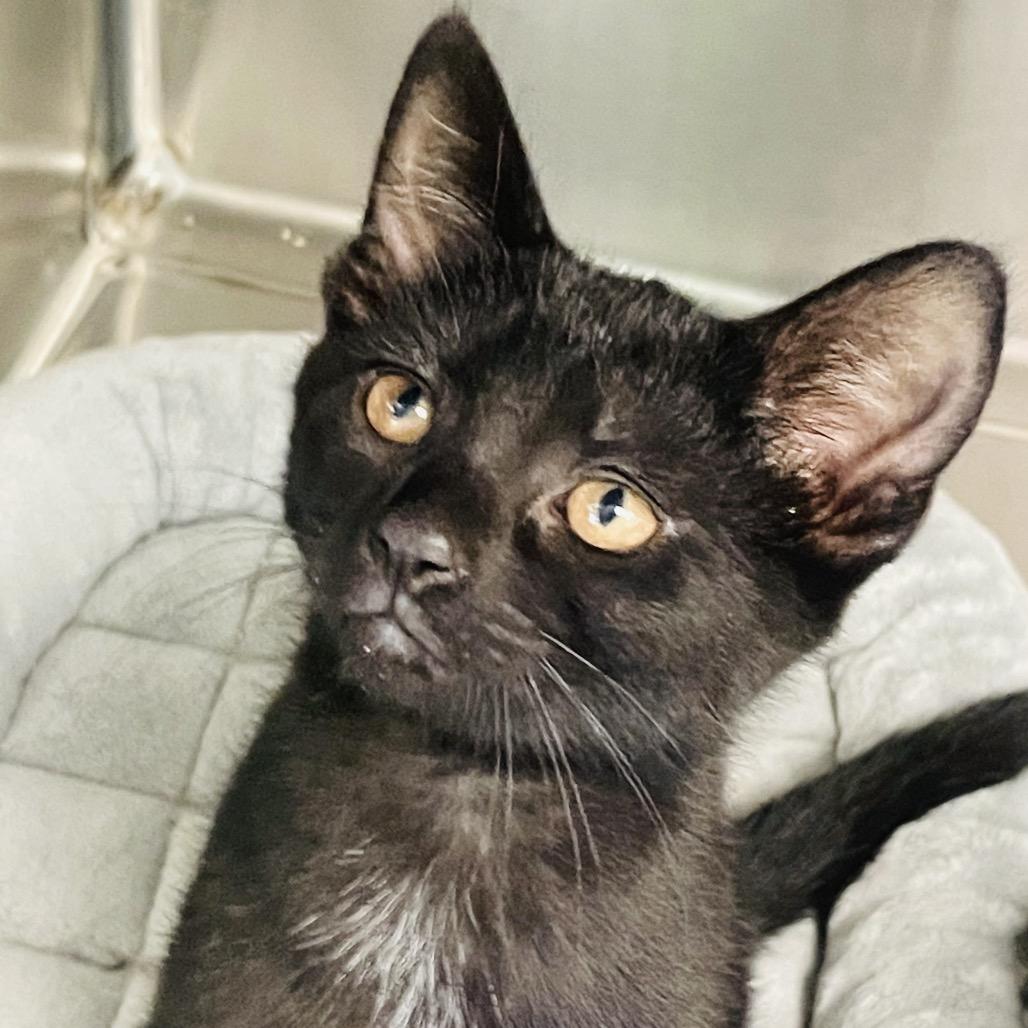 Enlarge Pearl, a Adoptable Domestic Short Hair in Columbia Station, OH image 1/3