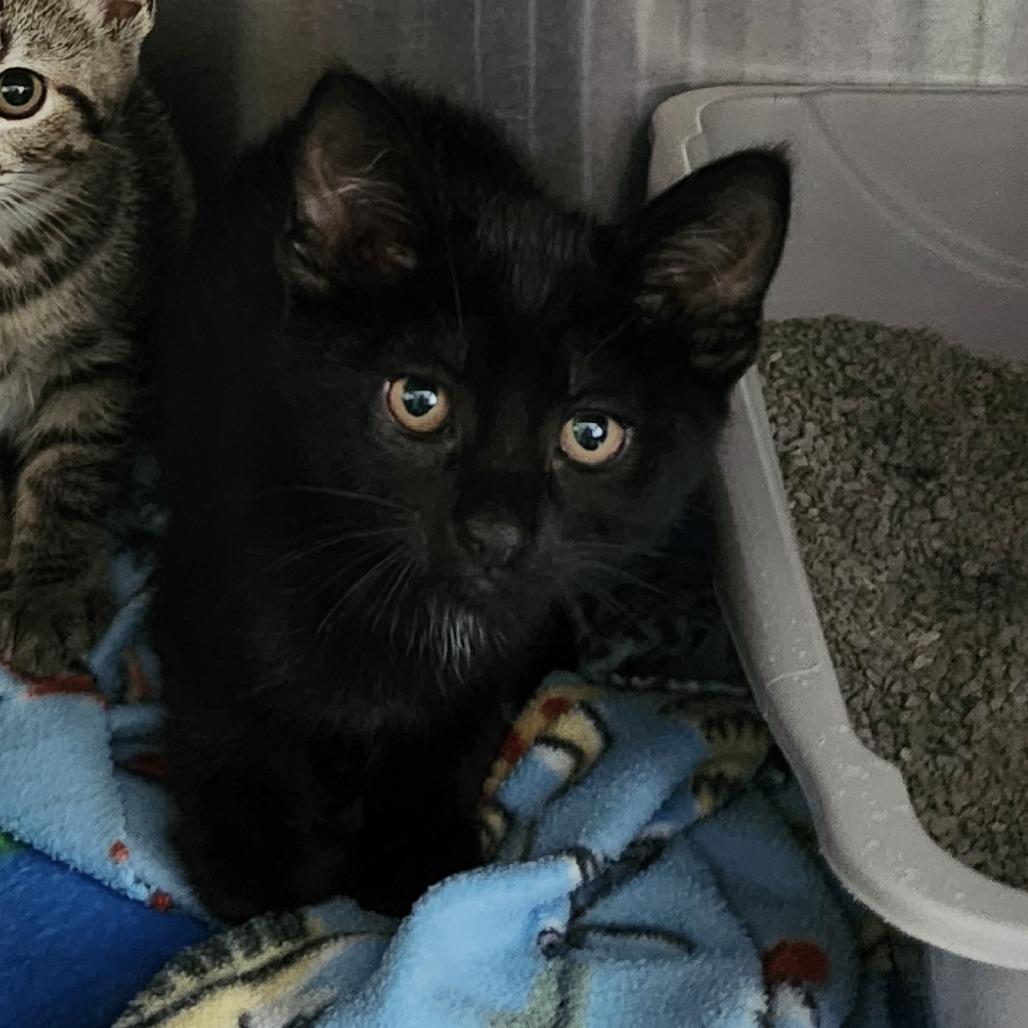 Enlarge Pearl, a Adoptable Domestic Short Hair in Columbia Station, OH image 2/3