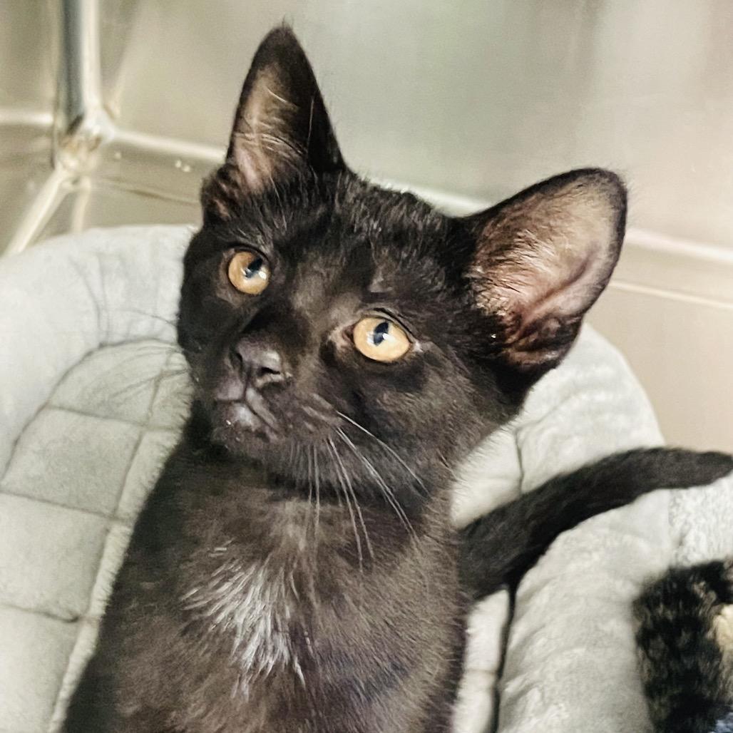 Enlarge Pearl, a Adoptable Domestic Short Hair in Columbia Station, OH image 3/3