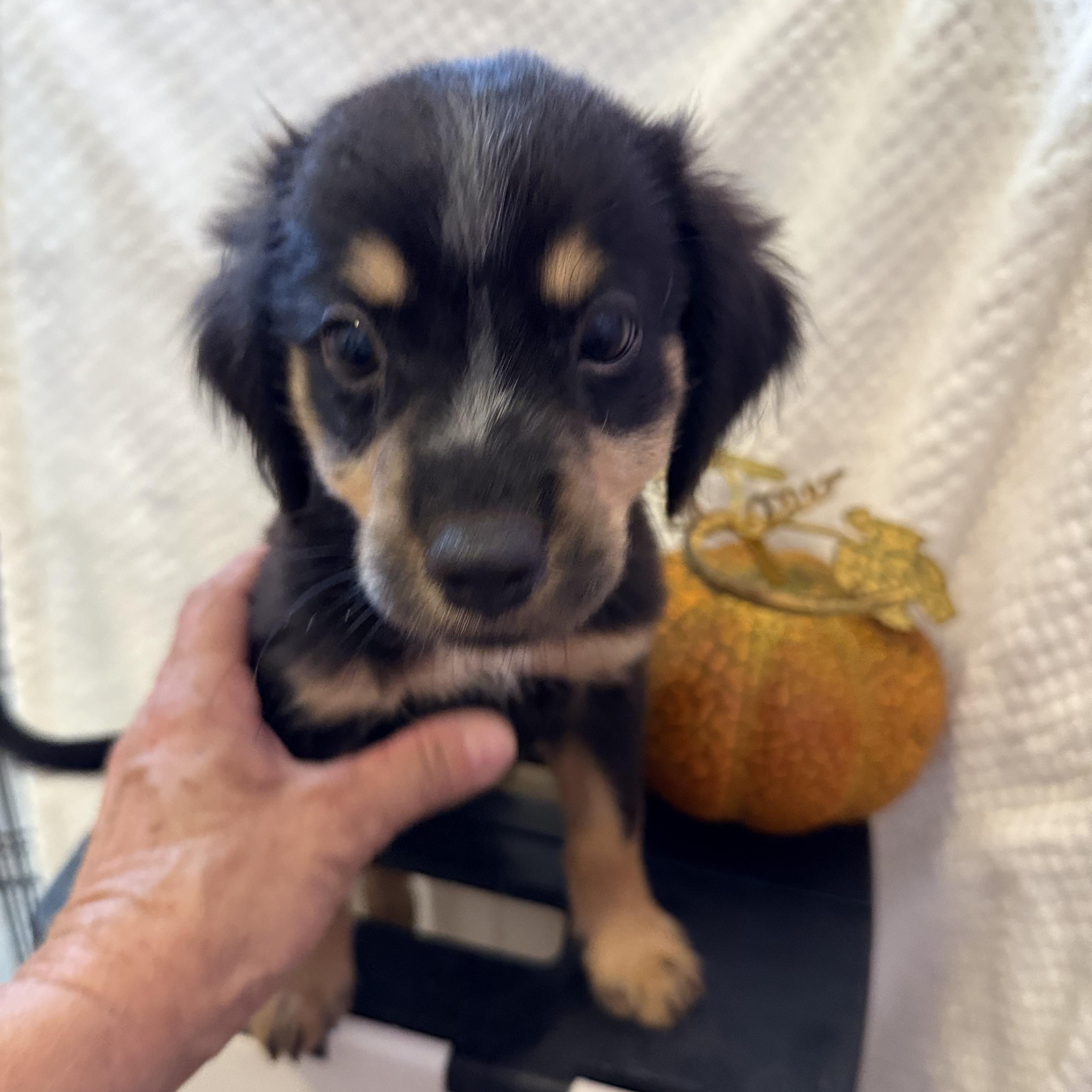 Enlarge Cinder, a Adoptable Mixed Breed in Spokane, WA image 2/6