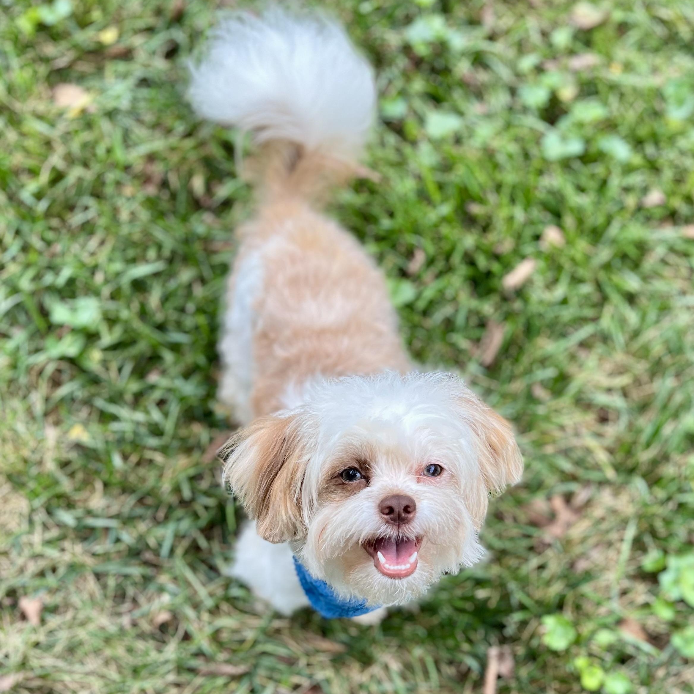 Louie