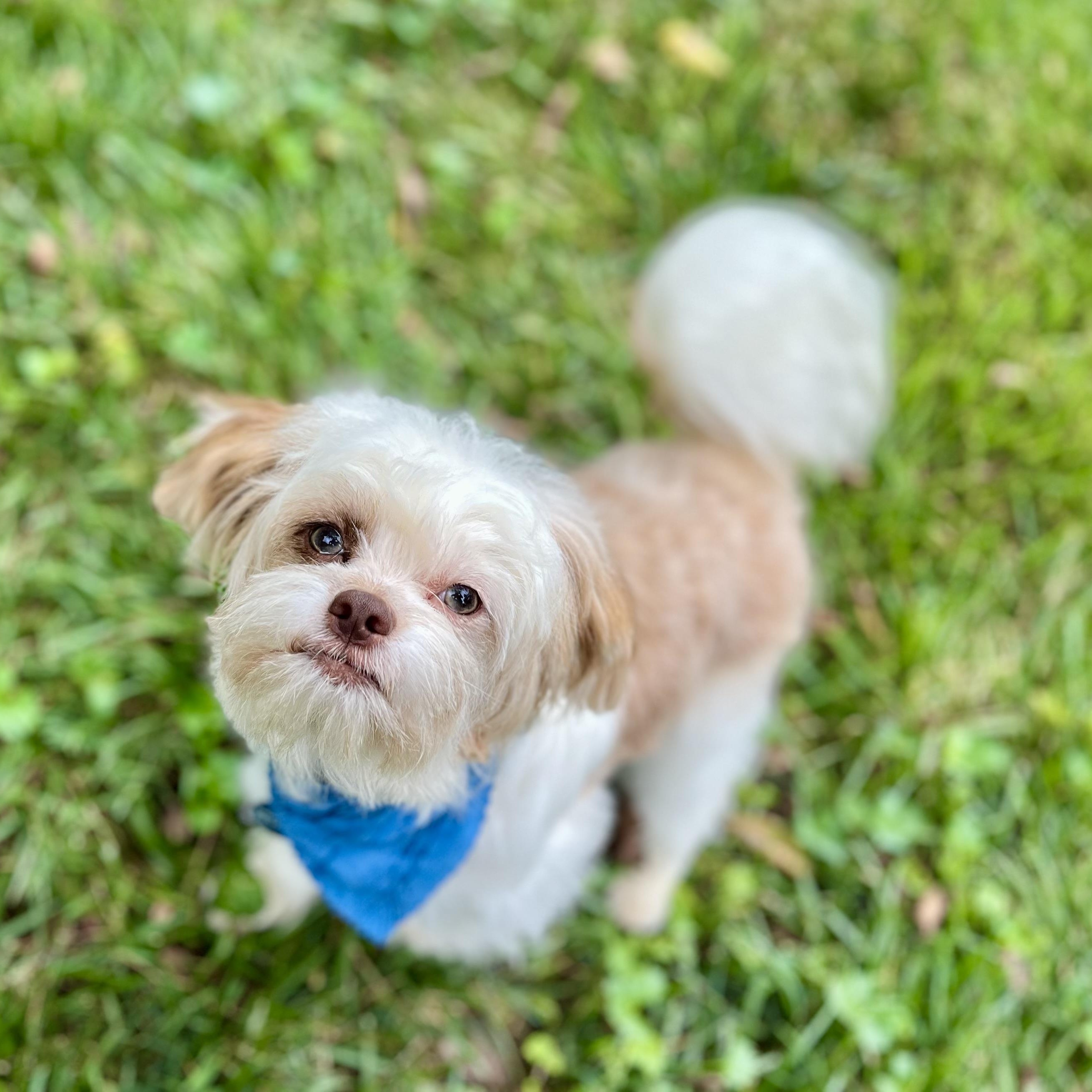 Louie