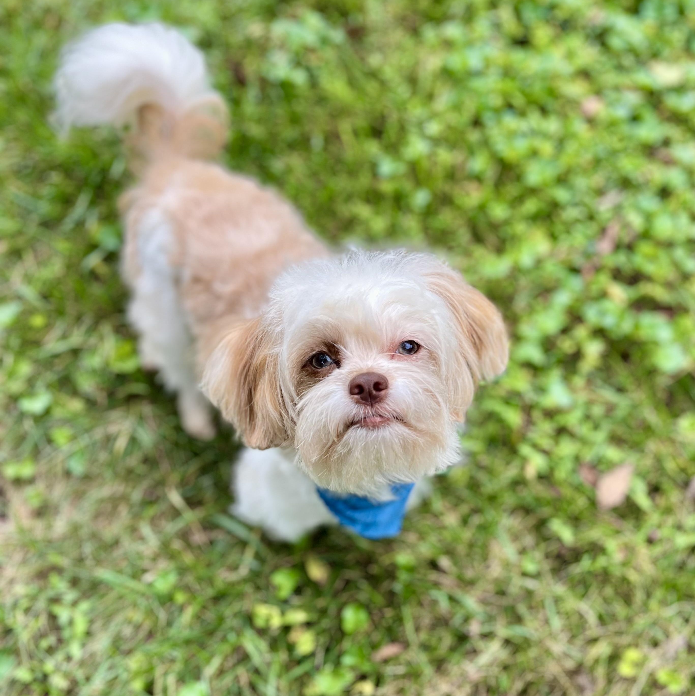 Louie