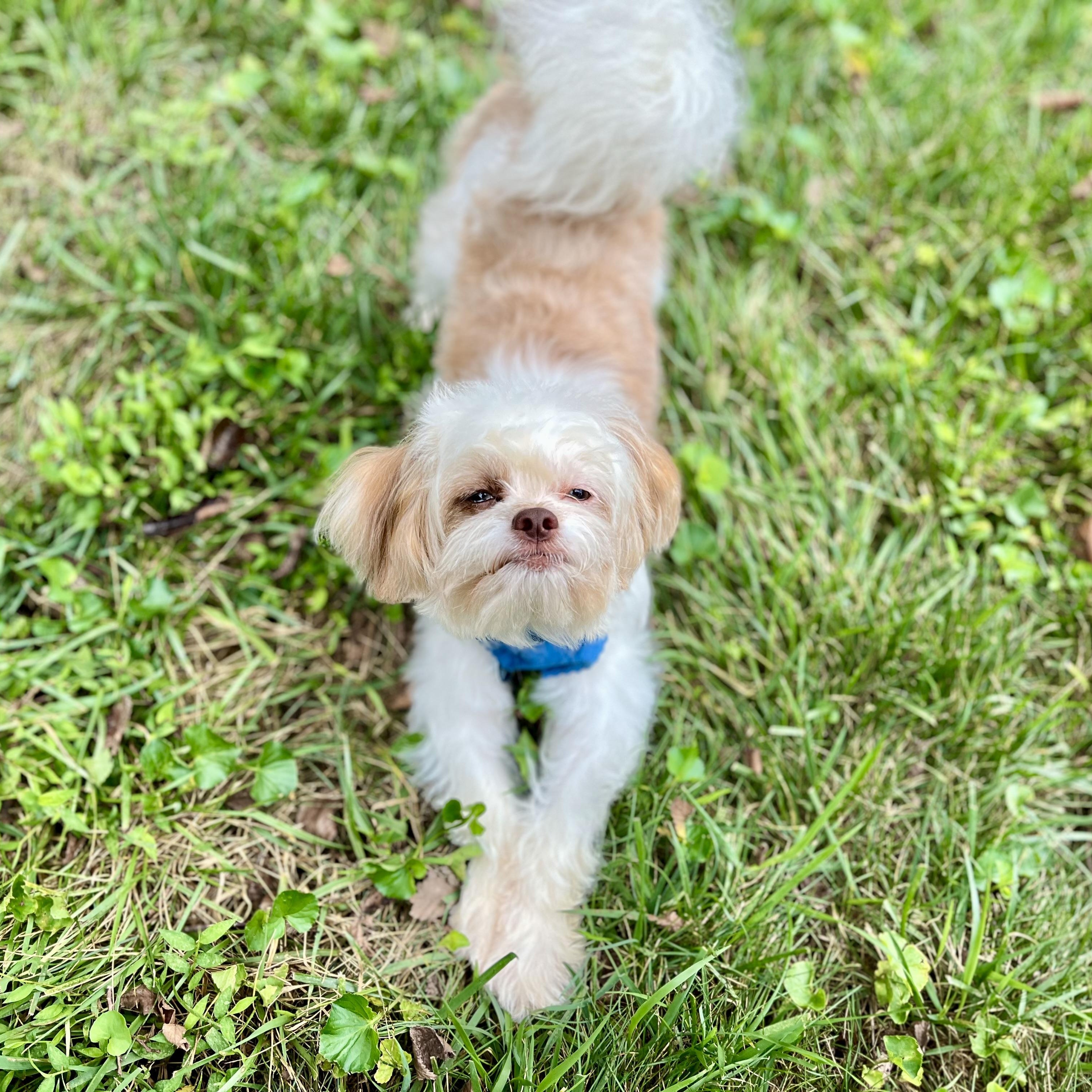Louie