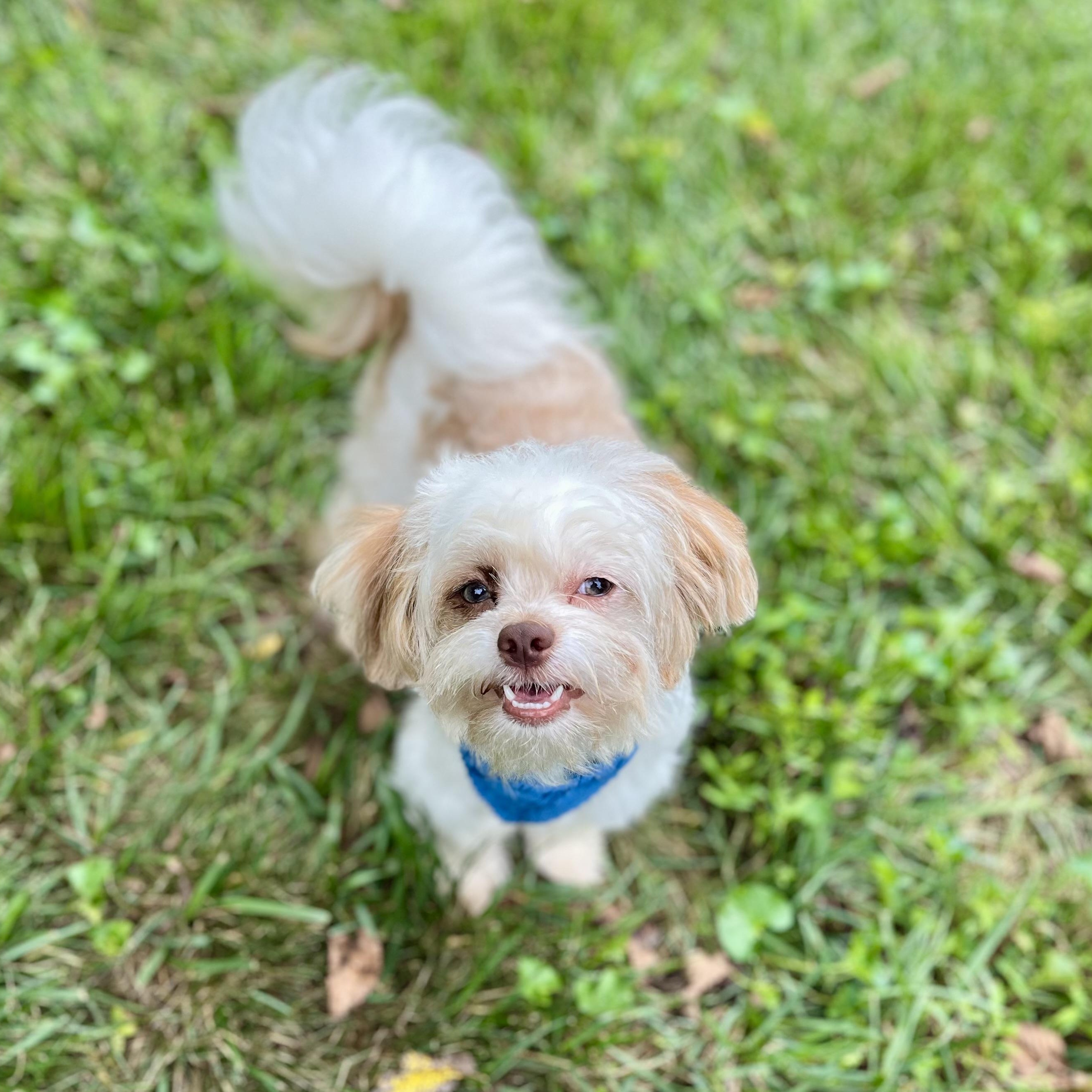 Louie