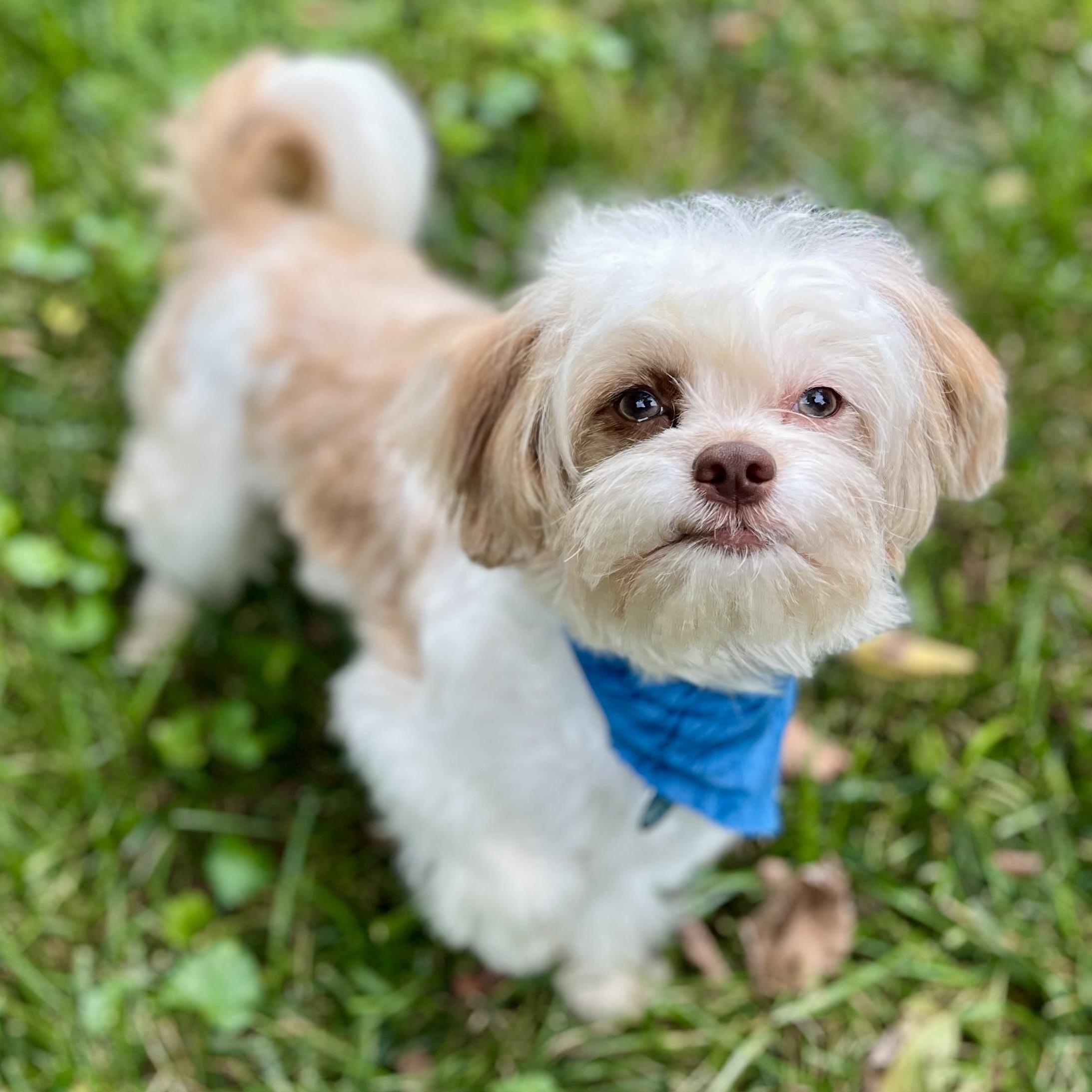 Louie