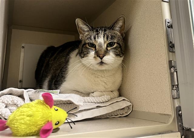 MONA, Adoptable, Adult Female Domestic Short Hair.