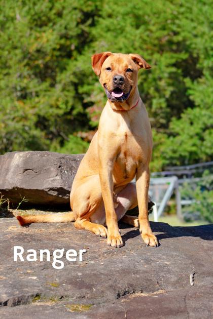Enlarge Ranger, a Adoptable mixed breed in Clayton, GA image 1/2