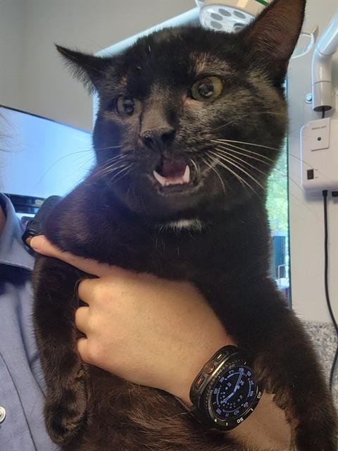 BONO, Adoptable, Young Male Domestic Short Hair.