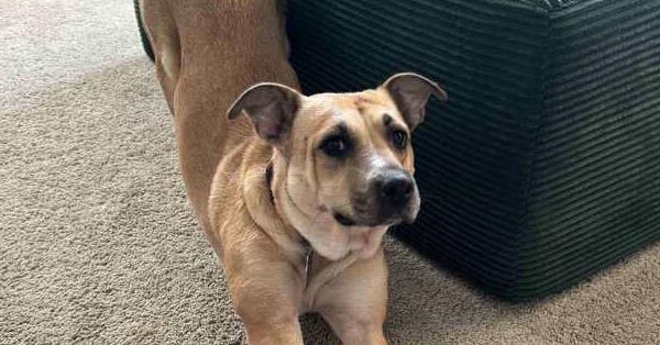 Enlarge Ash (Volcano), a Adoptable mixed breed in New Albany, OH image 1/6