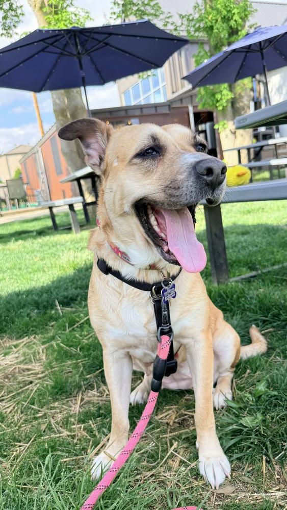 Enlarge Ash (Volcano), a Adoptable mixed breed in New Albany, OH image 1/6