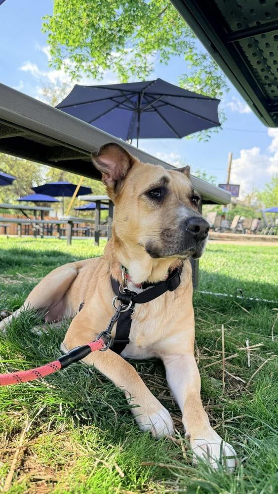 Enlarge Ash (Volcano), a Adoptable mixed breed in New Albany, OH image 2/6