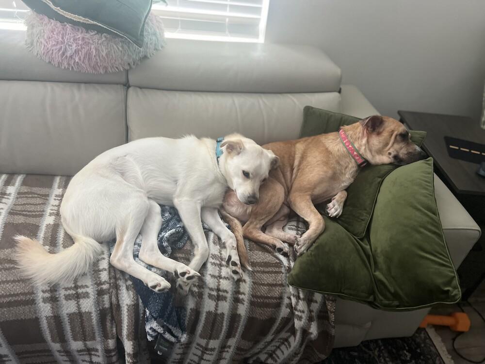 Ash (Volcano), Adoptable, Adult Female Mixed Breed.