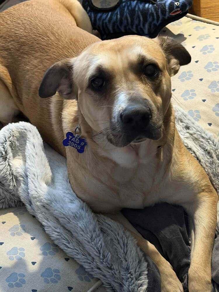 Enlarge Ash (Volcano), a Adoptable mixed breed in New Albany, OH image 2/6