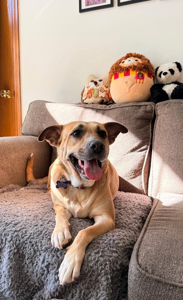 Enlarge Ash (Volcano), a Adoptable mixed breed in New Albany, OH image 3/6