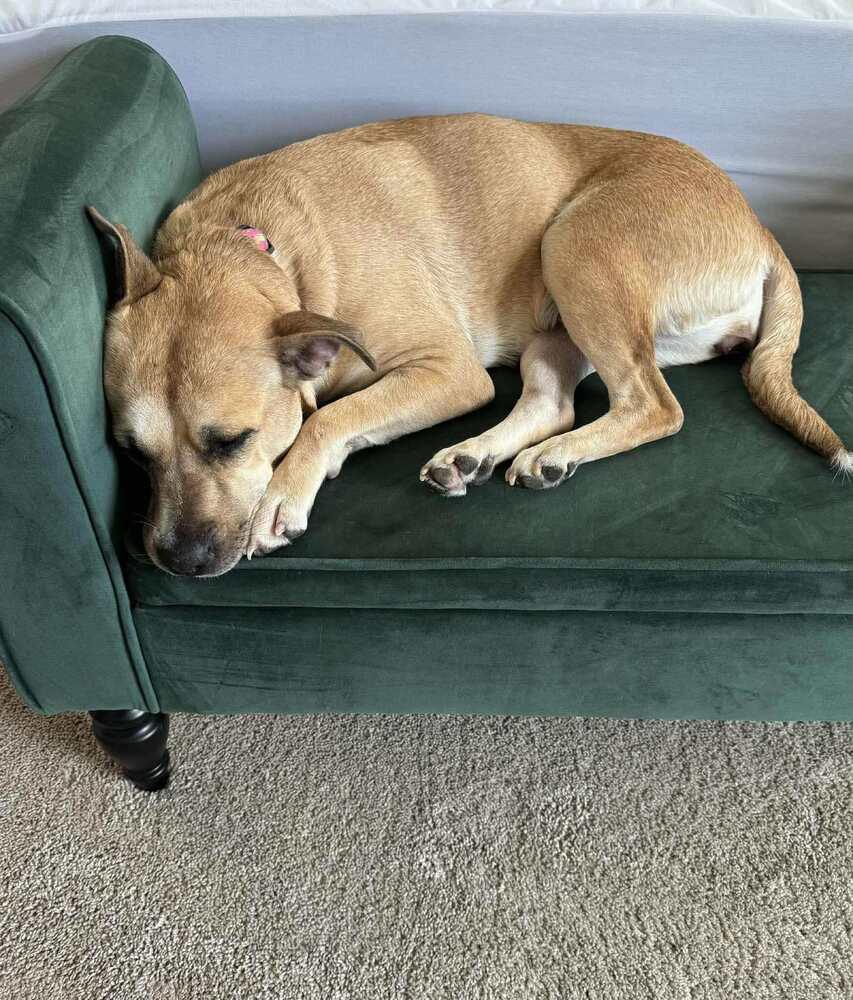 Enlarge Ash (Volcano), a Adoptable mixed breed in New Albany, OH image 3/6