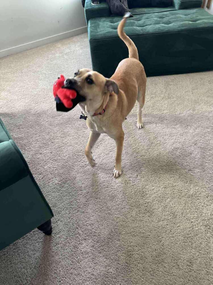 Enlarge Ash (Volcano), a Adoptable mixed breed in New Albany, OH image 4/6