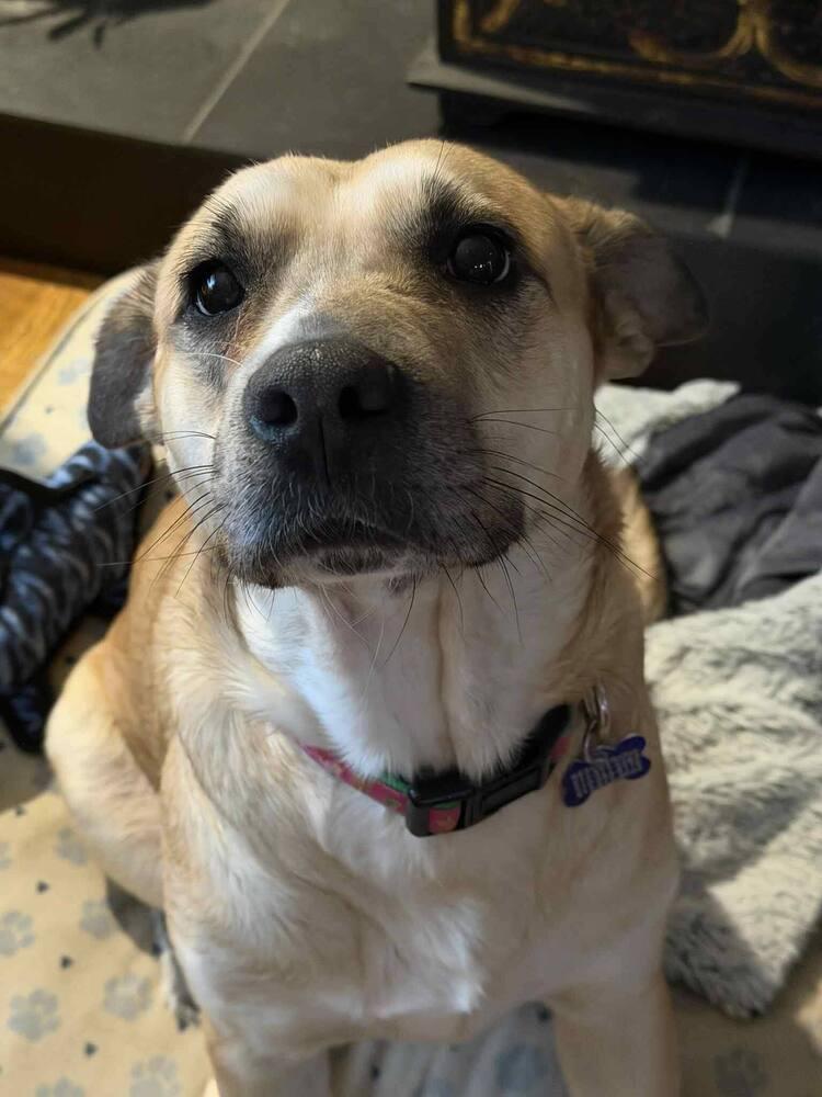 Enlarge Ash (Volcano), a Adoptable mixed breed in New Albany, OH image 4/6