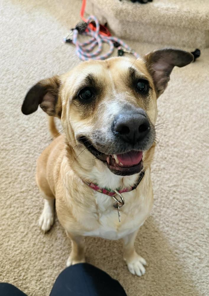 Enlarge Ash (Volcano), a Adoptable mixed breed in New Albany, OH image 5/6